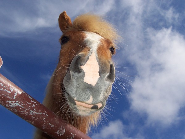 Icelandic horse's face