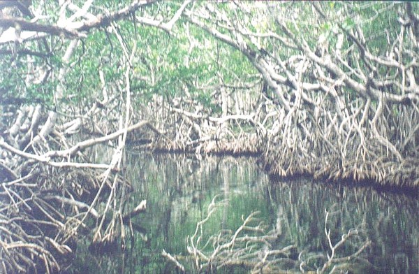 Mangrove Tangle