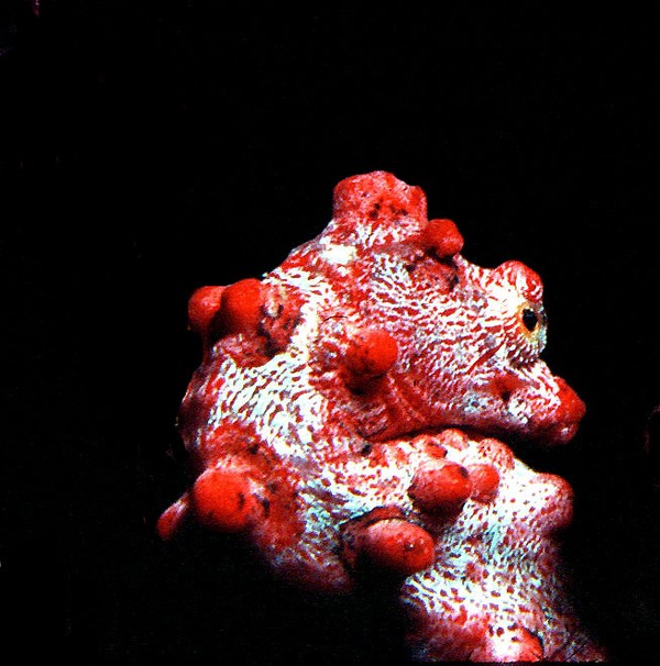 Pygmie Seahorse - no bigger than a dime.