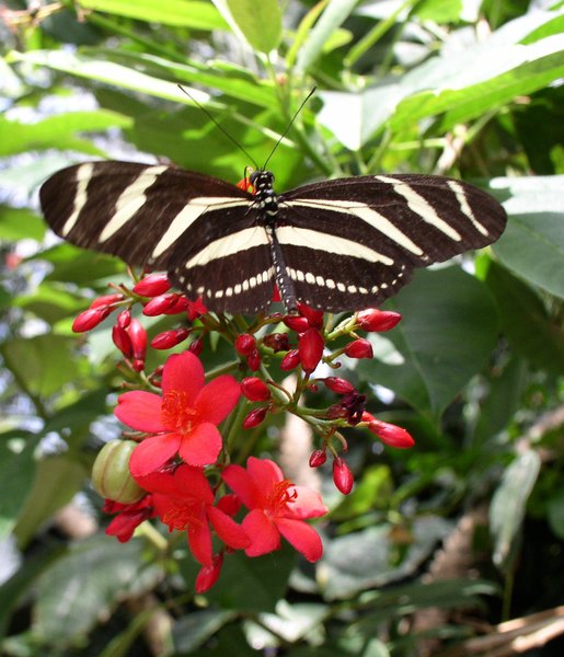 Butterfly with Stripes