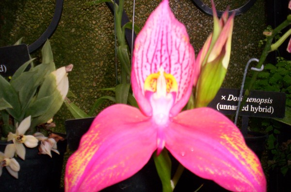 Trillium Orchid