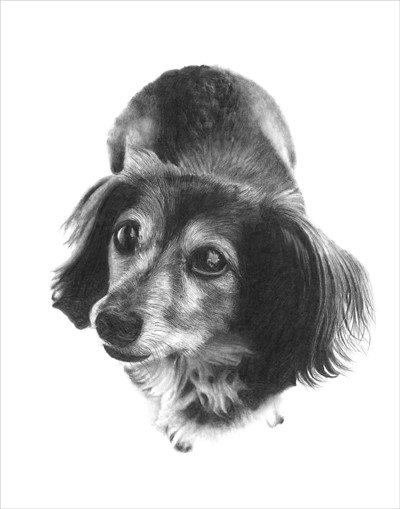 Long-Haired Dachshund