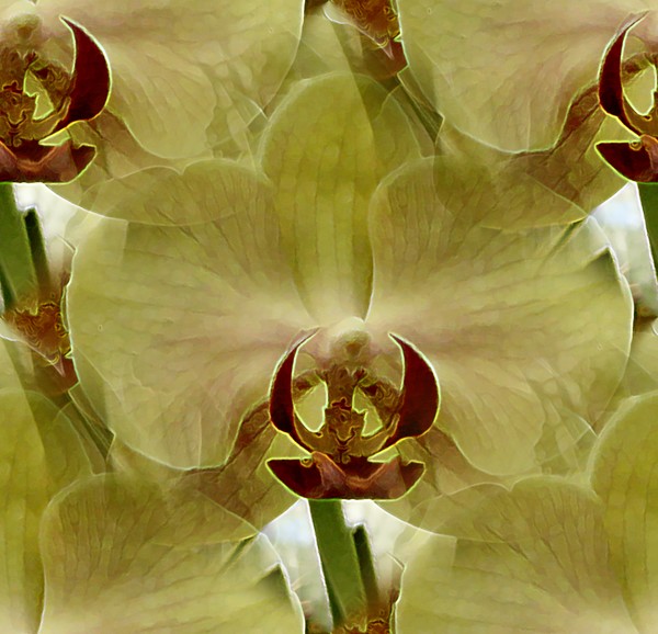 January Orchids (Two)
