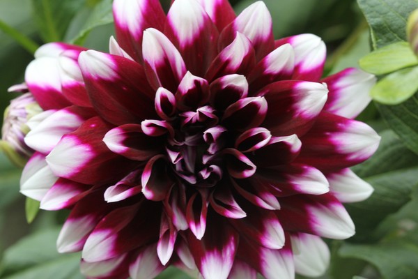 burgundy and white dahlia beauty close up