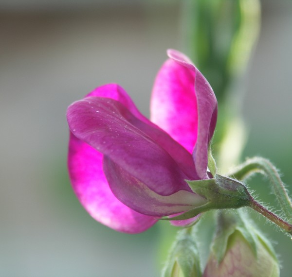 Crimson Bright Sweet Pea