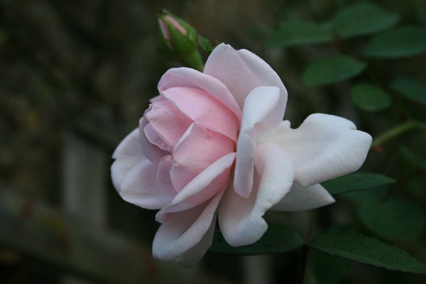 White Flower