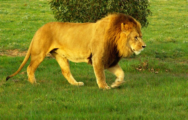 Lion on the move.