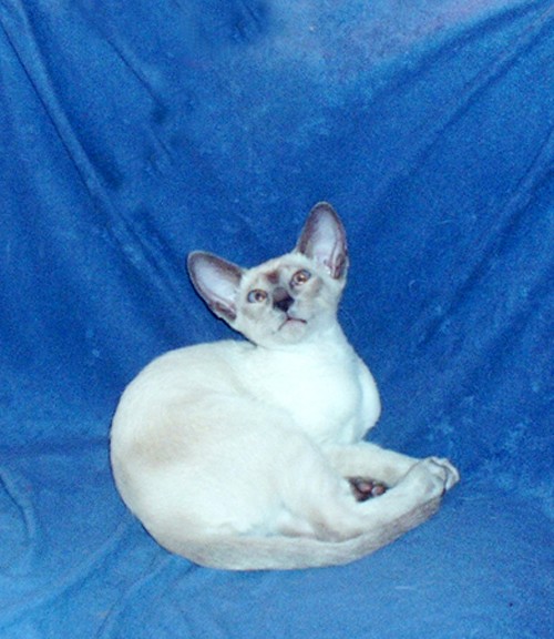 I am siamese if you please...