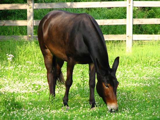 grazing after bath