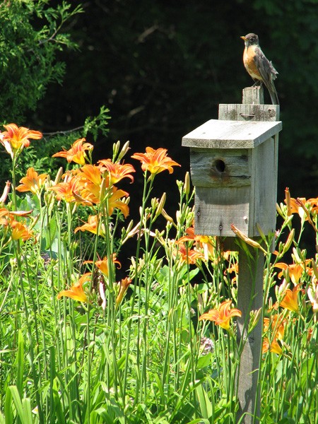 MaMa Robin