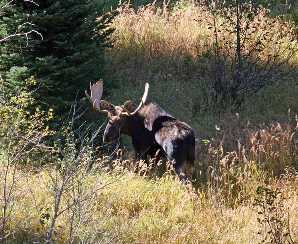 Grand Teton Moose