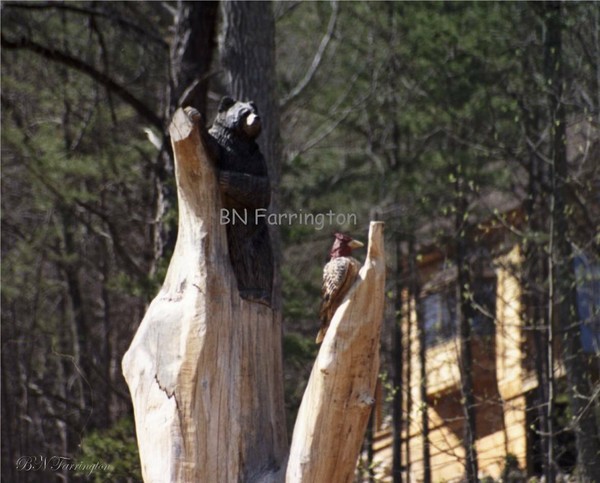 Wood carving in a tree of Bear and Woodpecker