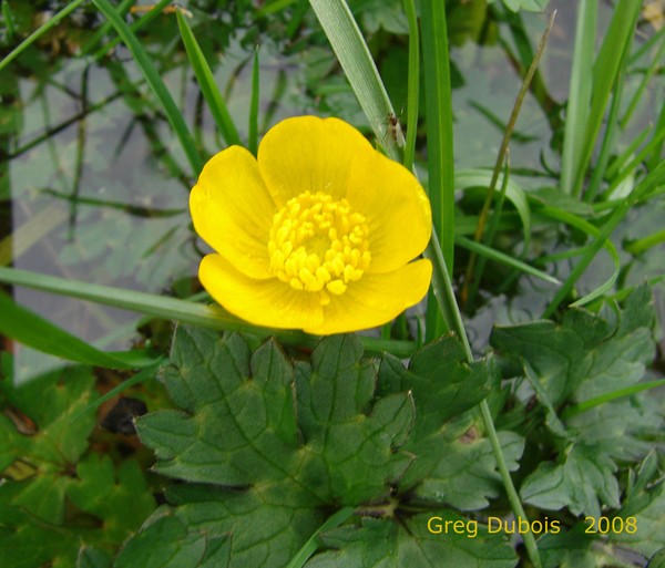 Spring Buttercup In Lake