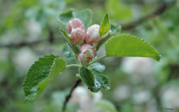  Apple Blossom Time