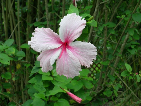 Hawaian Flower