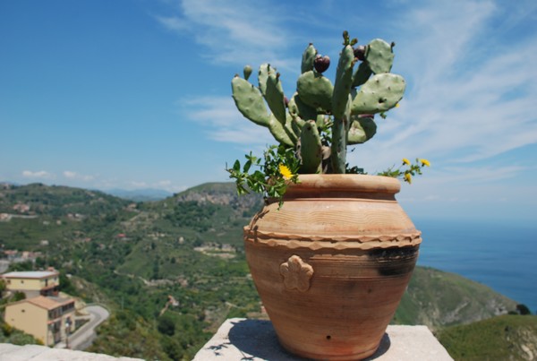 Cactus Pot in Taormina Italy