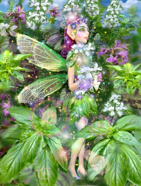 The Basil Fairy