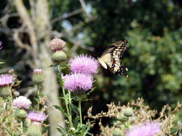 Butterfly on thistle, along Missouri river
