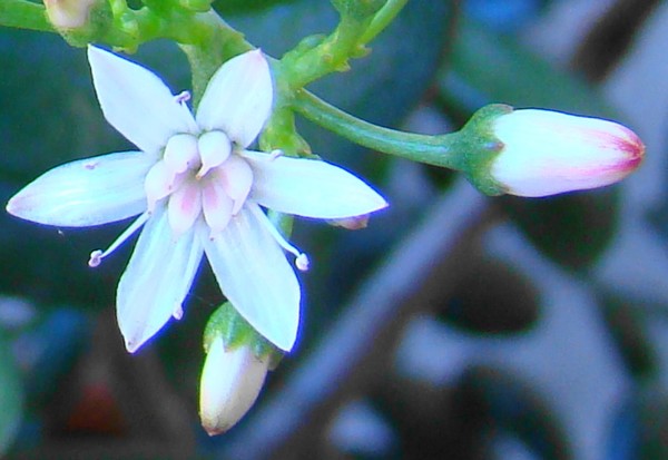 Jade Flower