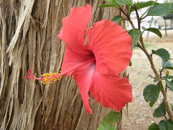 Red Hibiscus Floral