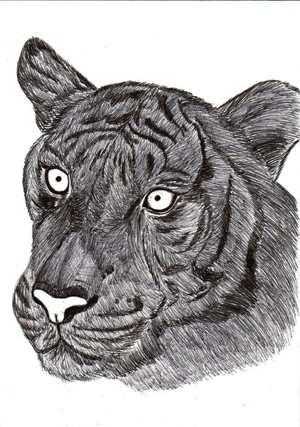  Original ink drawing of the tiger