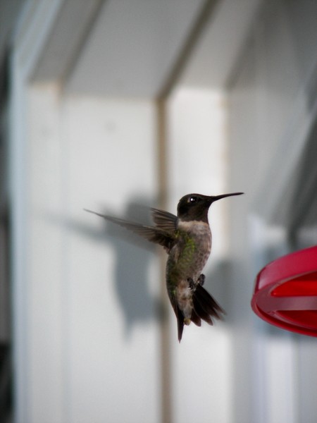 Hummingbird