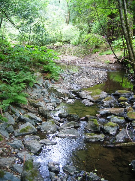 Forest stream, Muir Woods
