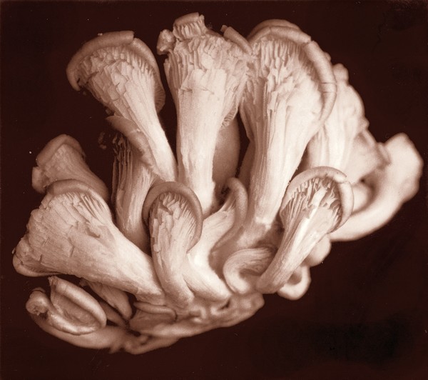 Organ pipes (mushrooms)