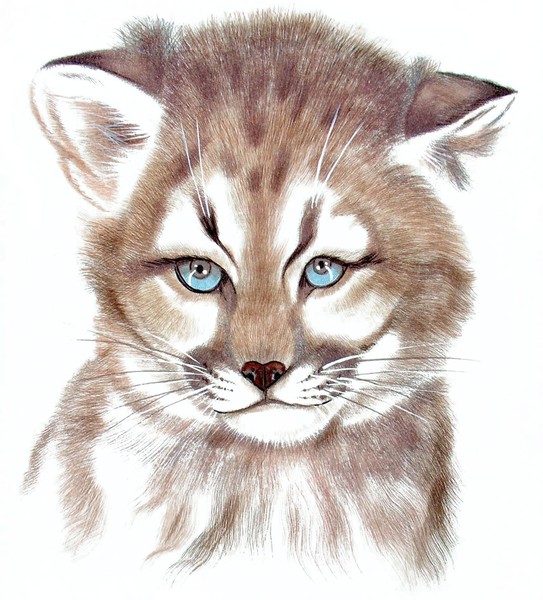 Young Mountain Lion Portrait