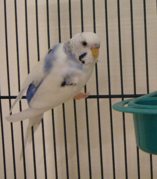 Another Parakeet