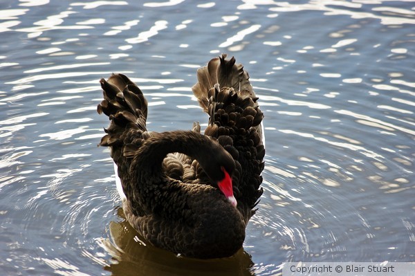 Black Swan