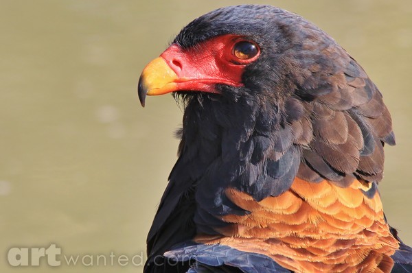 Bateleur Eagle - African Wild Raptors - Power