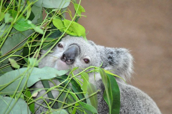 hidden koala