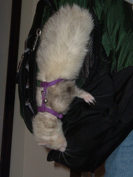 ferret o'possum