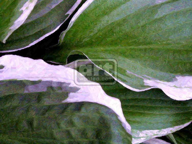 Variegated Hosta Leaves