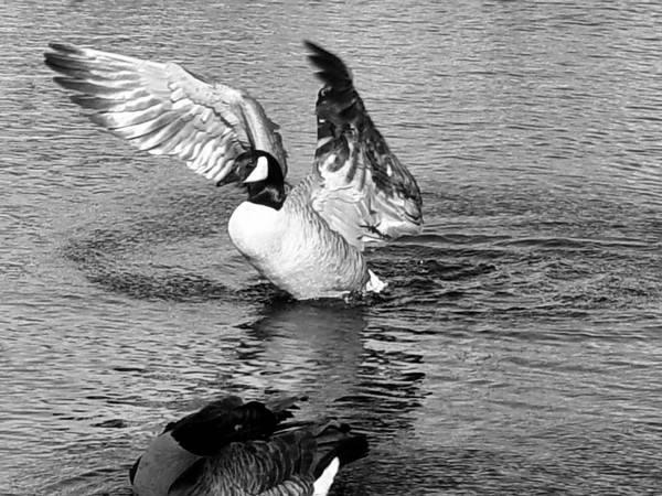 Canadian Wing Span