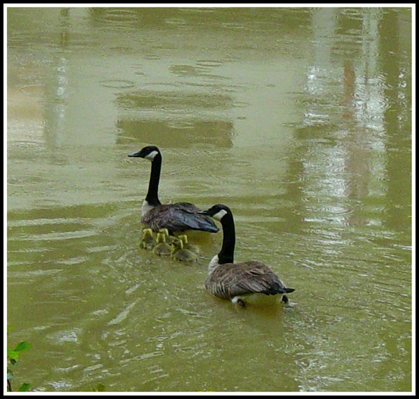 Ducks in a Row