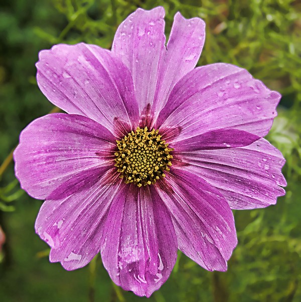 Purple Flower