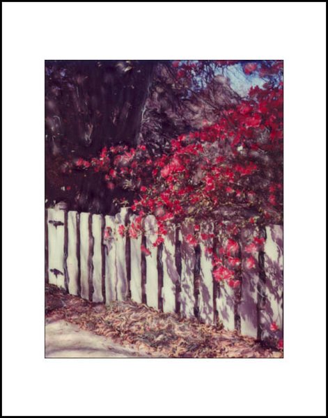 Azaleas Along the Fence