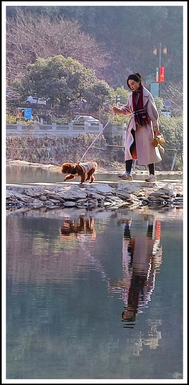 reflection of a dog