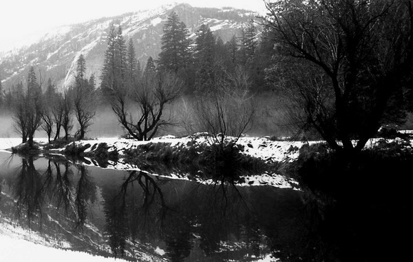 Tree Reflections in Black and White