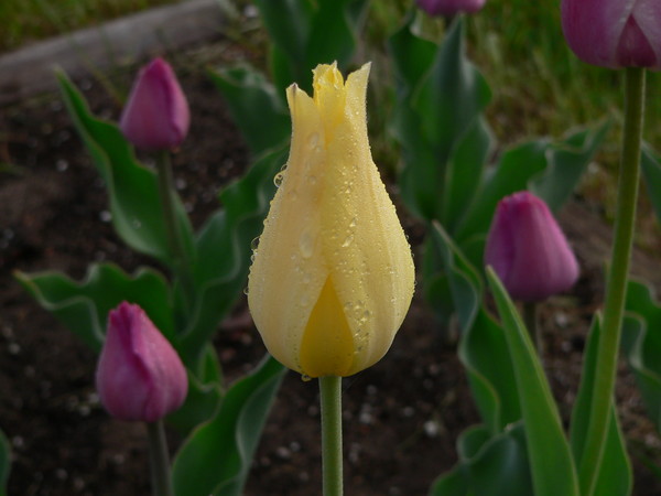 yellow tulip with dew
