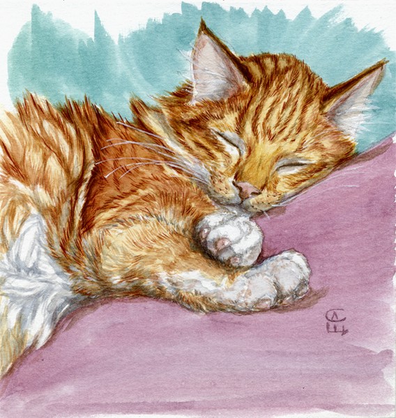 Ginger kitten sleep