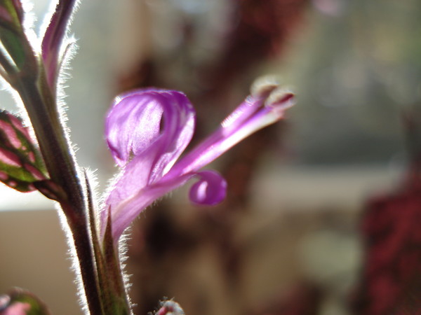 Window sill blooms