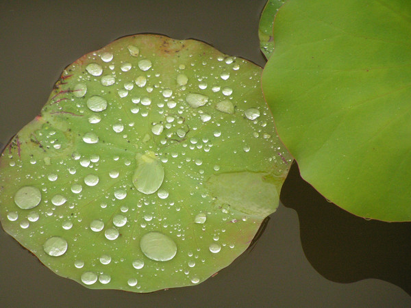 Lily Pad with Water Droplets 1