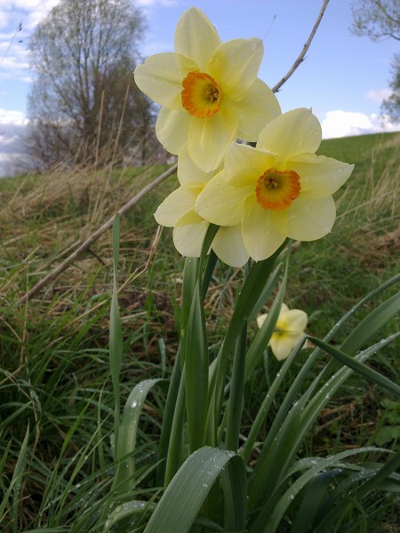 daffodil  