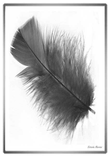 black and white feather