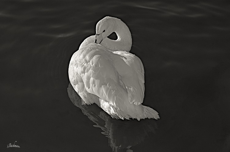 A Swan in black and white.