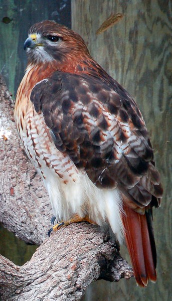 Inquisitive Red Tailed Male Hawk