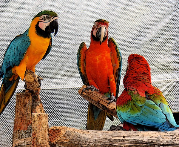 The Majestic Macaws